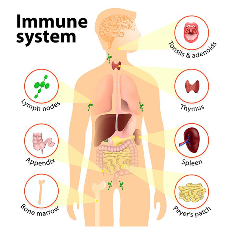 Chicago Immune System Deficiencies Doctor
